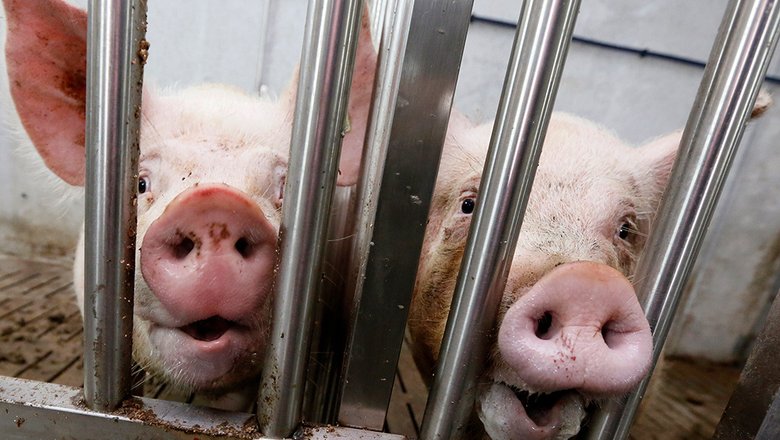 Из-за африканской чумы свиней (АЧС), цены на свинину в России могут увеличиться на 10-20%.